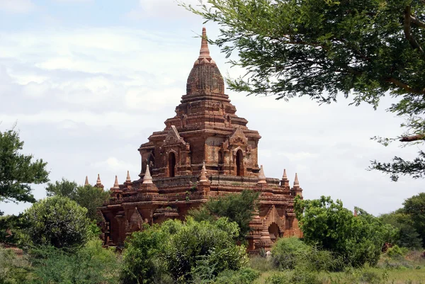 Tapınak ve bush — Stok fotoğraf