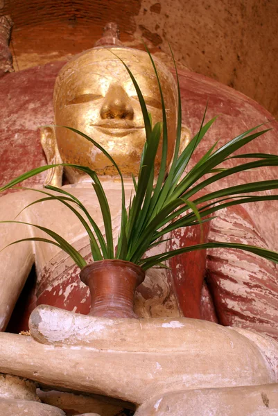 Boeddha met plant — Stockfoto
