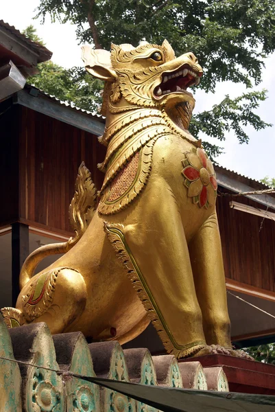 León de oro —  Fotos de Stock