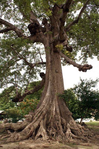 大きな木の根を持つ — ストック写真