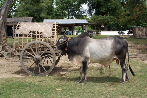 Vache et chariot — Photo