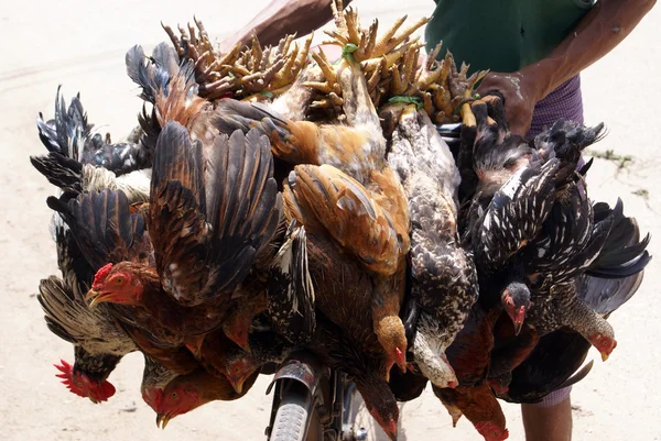 Vogels op de markt — Stockfoto