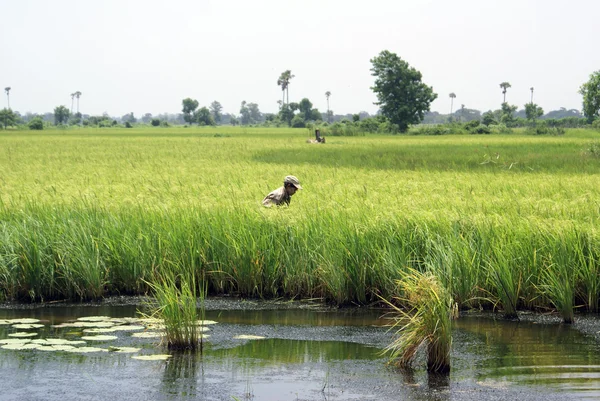 Kobieta na pola ryżu — Zdjęcie stockowe