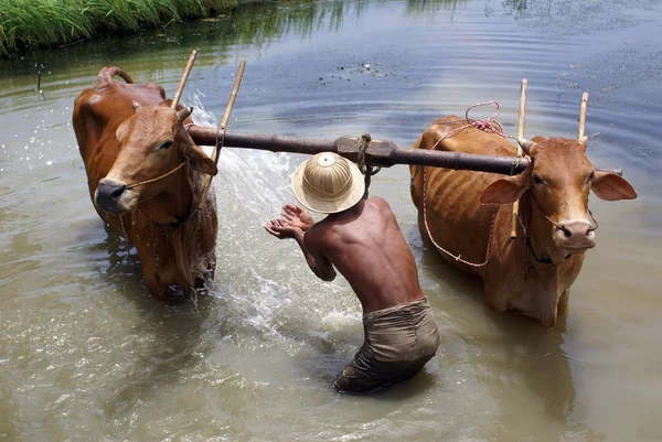Människor och boskap — Stockfoto