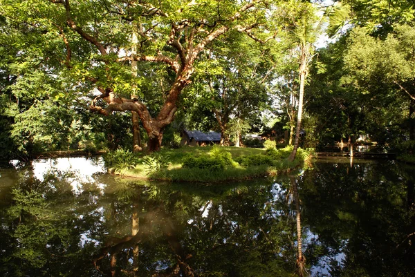 Bäume auf dem Teich — Stockfoto
