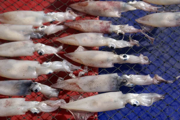 Calamari secchi — Foto Stock