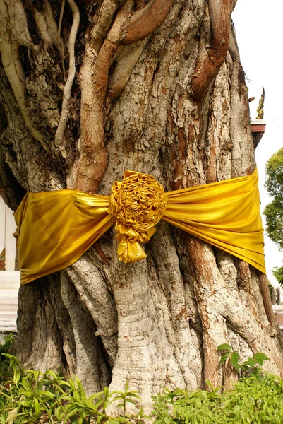 Drzewo Bodhi — Zdjęcie stockowe