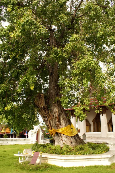 Ayuthaya Bodhi ağacı — Stok fotoğraf