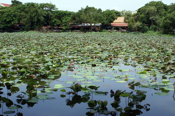 Lotus pond in Ayuthaya — Stock Photo, Image