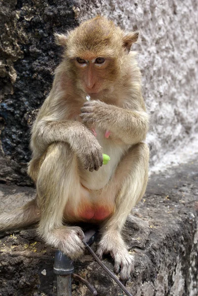 Monkey on the wall — Stock Photo, Image