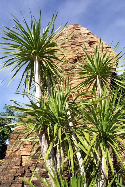 Věž a palmový strom — Stock fotografie