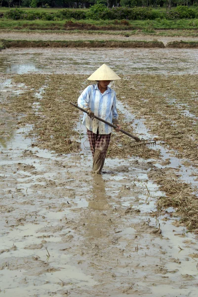 Mujer y campo de arroz —  Fotos de Stock