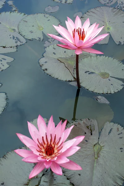 Kwiatów lotosu — Zdjęcie stockowe
