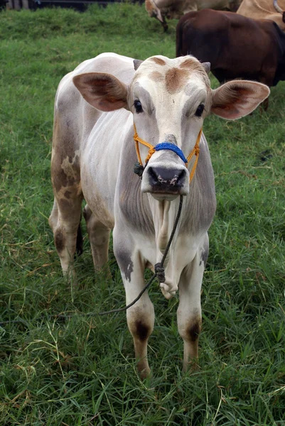 Ko och gräs — Stockfoto