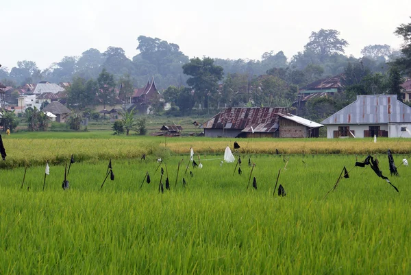 Rijst gebied en dorp — Stockfoto