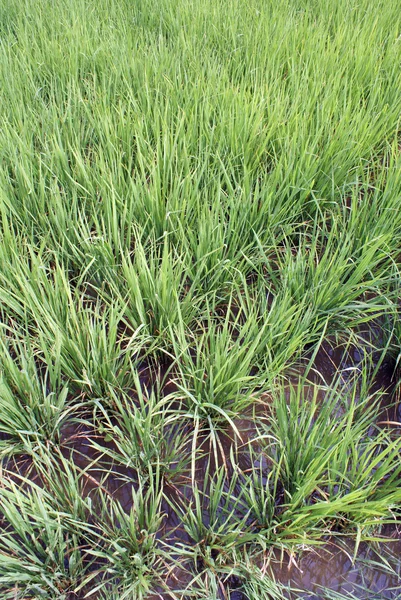 Wasser und grüne Reisfelder — Stockfoto
