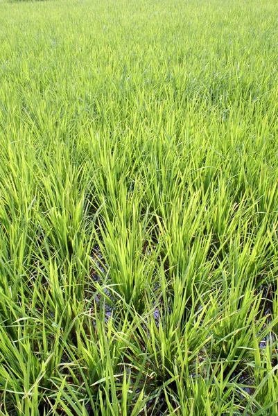 Νέο πράσινο ρύζι — Φωτογραφία Αρχείου