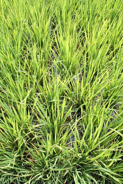 stock image Water and rice