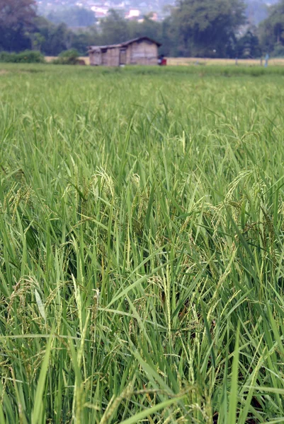 Yeşil pirinç ve ev — Stok fotoğraf