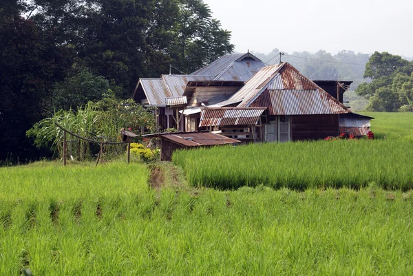 Campo de arroz e fazenda — Fotografia de Stock