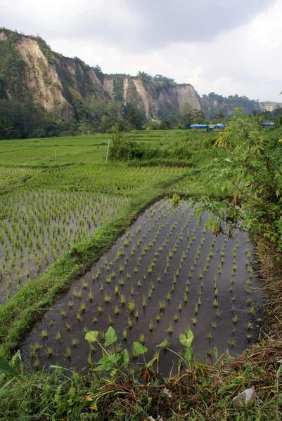 Rijst veld en berg — Stockfoto