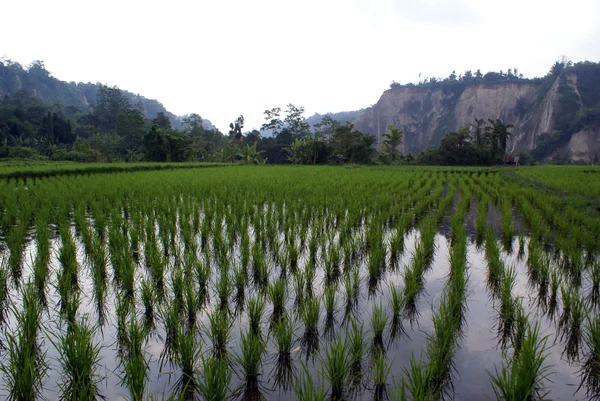 Ряды риса — стоковое фото