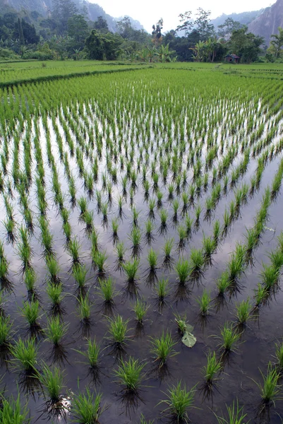 Filas y arroz verde —  Fotos de Stock