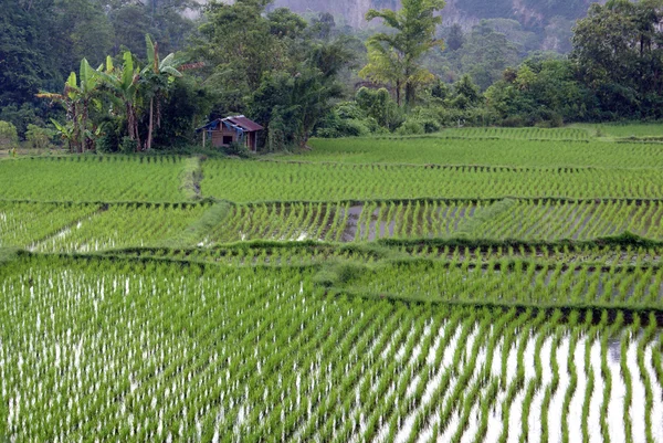 Yeşil pirinç ve ev — Stok fotoğraf