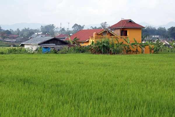 Yeşil pirinç tarlası — Stok fotoğraf