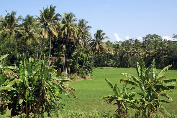 Alan ve palmiye ağaçları — Stok fotoğraf