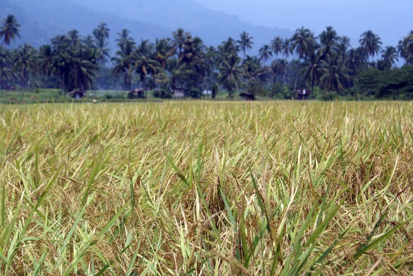 Reisfeld und Palmen — Stockfoto