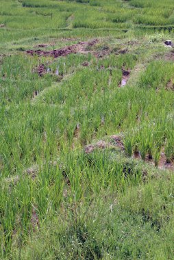 Yeşil pirinç tarlası