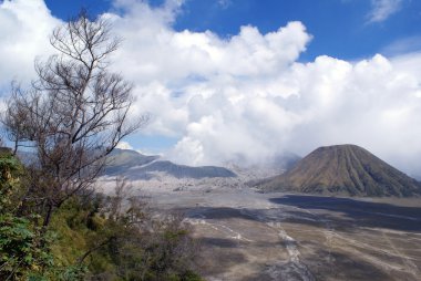 ağaç ve caldera