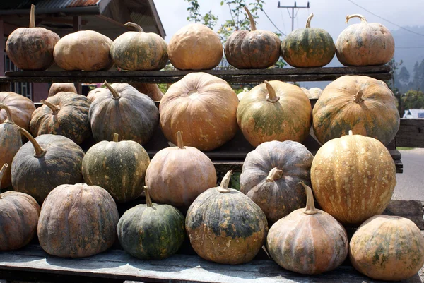 Pumpkins on the table — Stock Photo, Image