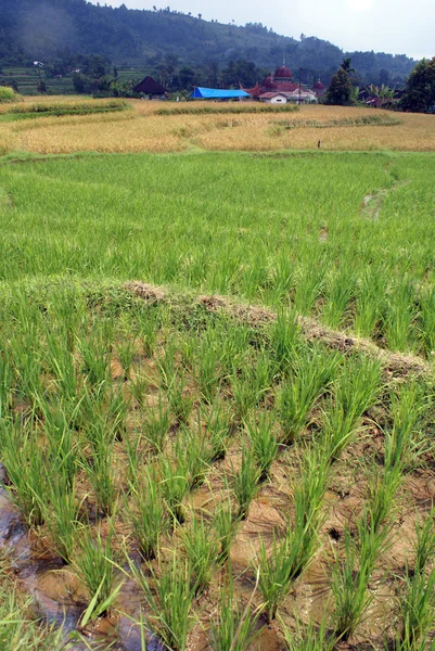 Pirinç ve Camii — Stok fotoğraf