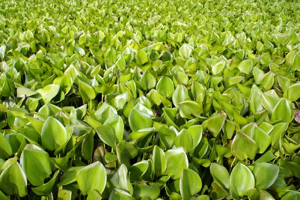 Hierba en el lago — Foto de Stock