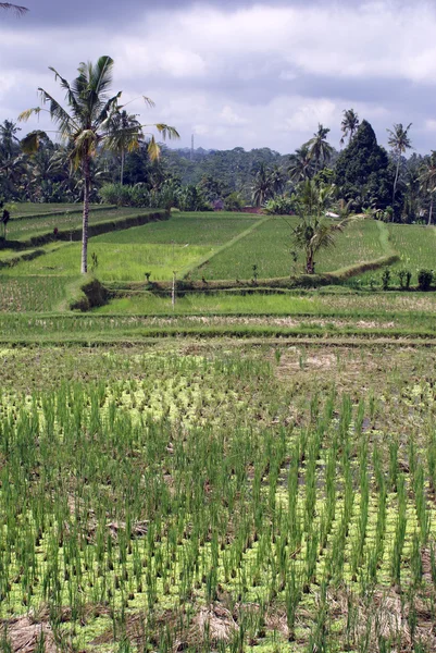 Pirinç ve palmiye ağaçları — Stok fotoğraf
