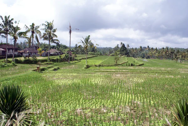 水稻，房屋和树木 — 图库照片