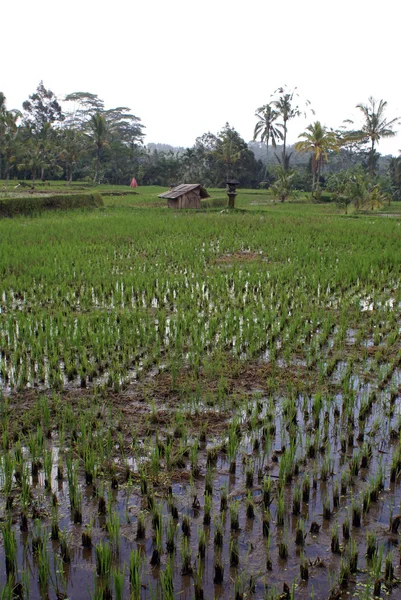 Mokre ryżowe pole — Zdjęcie stockowe