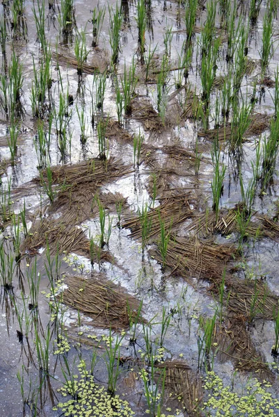 Stock image Water and rice