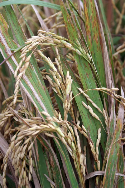 stock image Brown rice