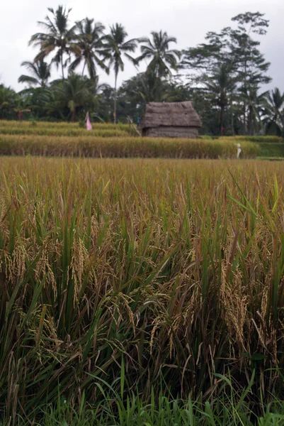 Campo de arroz castanho — Fotografia de Stock