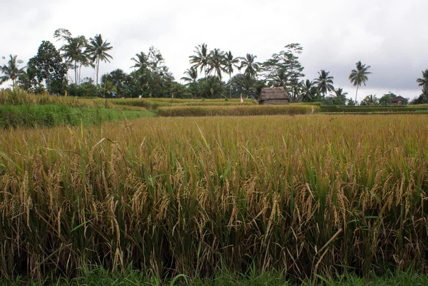 Campo de arroz —  Fotos de Stock