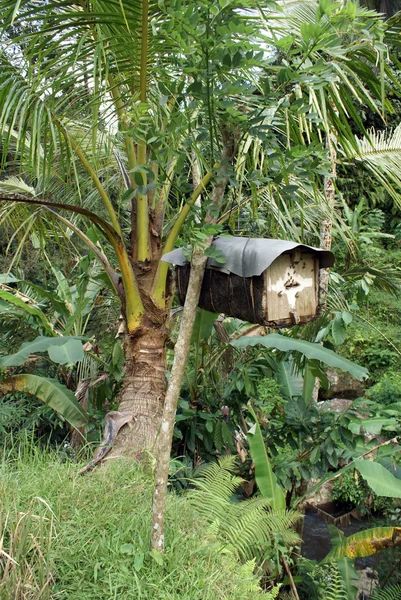 在棕榈树上的蜂巢 — 图库照片