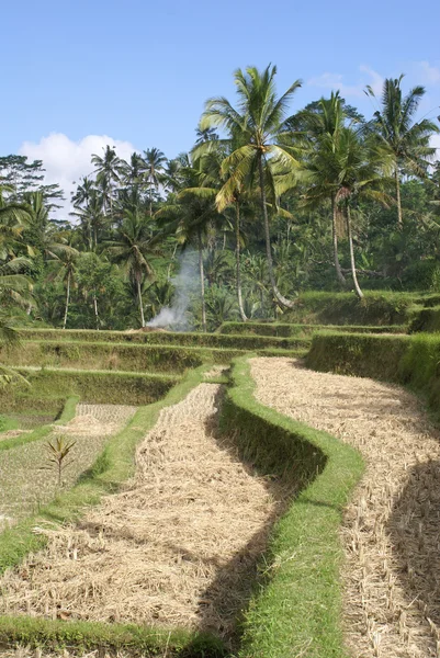 Tarasowych pól ryżowych — Zdjęcie stockowe