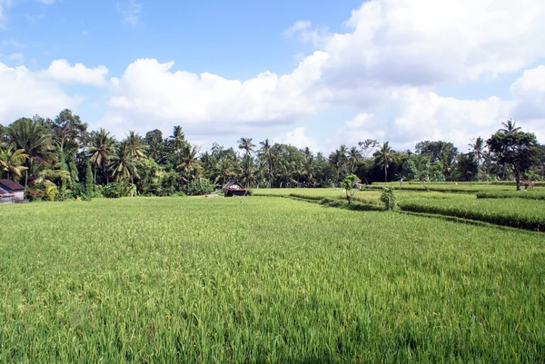 Yeşil pirinç tarlası — Stok fotoğraf