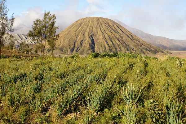 Зеленый лук и вулкан — стоковое фото