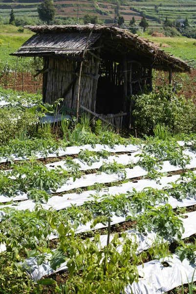 Ogród i chaty — Zdjęcie stockowe