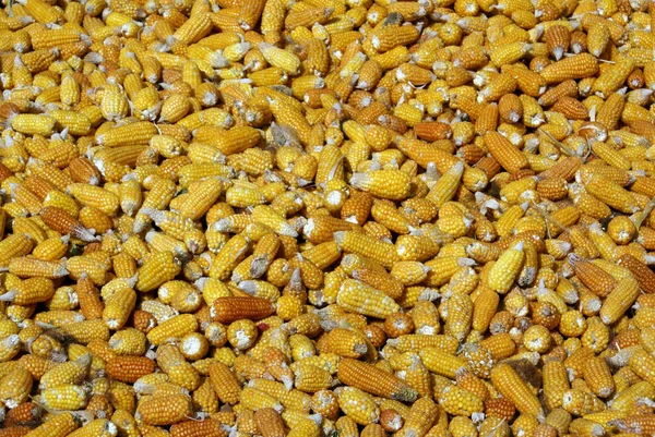 stock image Dry corn