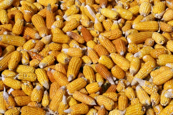 stock image Corn